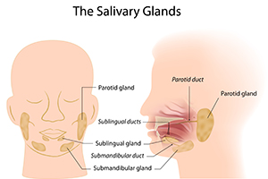 Salivary Glands